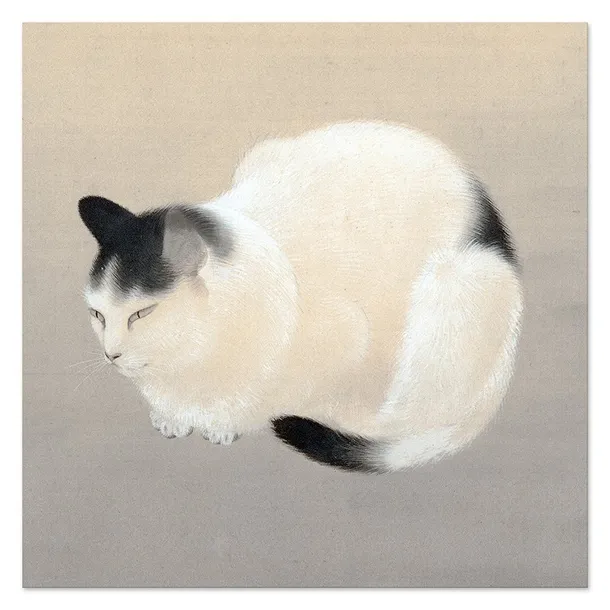 obraz-na-plotnie-bialy-kot-40x40cm