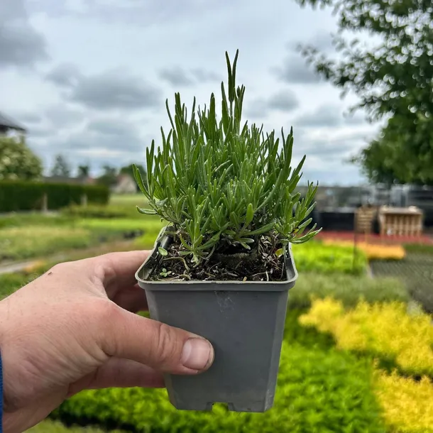 LAWENDA HIDCOTE BLUE Odstrasza Komary I Kleszcze Sadzonka 0,4L