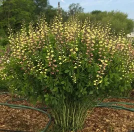 baptysja-baptisia-dlugowieczna-pink-lemoniade-sadzonki-04l