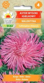 aster-wysoki-igielkowy-walentyna-rozowy-kwiaty-astra-nasiona-toraf-1g