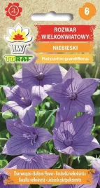 rozwar-platykodon-wielokwiatowy-niebieski-nasiona-kwiatow-byliny-toraf-02g