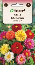 nasiona-kwiaty-dalii-karlowej-miniatury-mix-kolorow-jednoroczna-toraf-05g