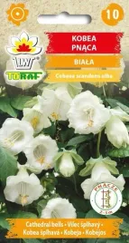 kobea-pnaca-biala-nasiona-kwiatow-bialych-dzwonkow-pnacze-3m-toraf-6szt