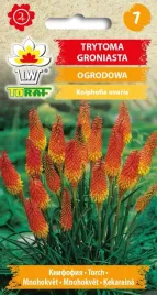 trytoma-groniasta-zolto-pomaranczowa-nasiona-toraf-0-5g