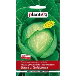 kapusta-slawa-z-golebiewa-sredniowczesna-plantico