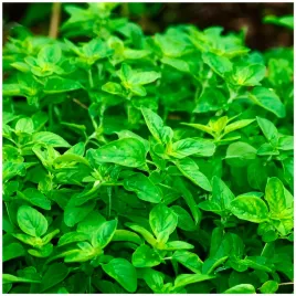 oregano-eteryczne-ziolo-ogrodowe-wydajne-plony-nasiona-05-g