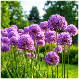 czosnek-ozdobny-cebulki-olbrzymi-purple-sensation-10-szt-gratis