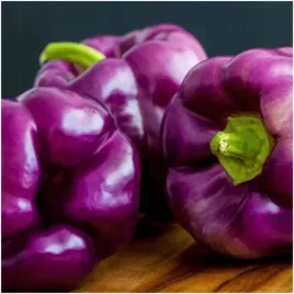 papryka-loran-oryginalna-fioletowa-nasiona-03g