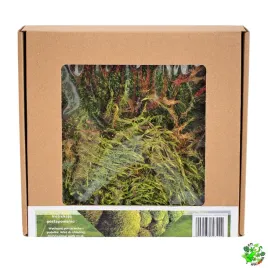 terrarium-treasure-zywy-mech-gwiazdkowy-do-terrarium-20-x-205-x-55-cm