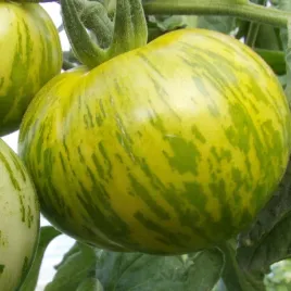 pomidor-green-zebra-oryginalny-smak-i-wyglad-nasiona-02-g