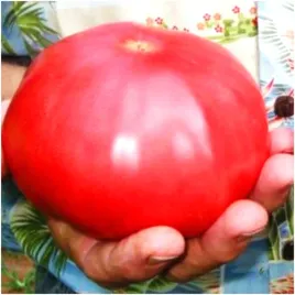pomidor-malinowy-nasiona-olbrzym-gigant-soczysty