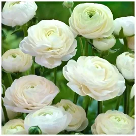 jaskier-ranunculus-bialy-cebulki-10-szt-prezent
