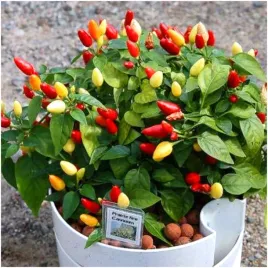 papryka-ozdobna-chilli-mix-doniczkowa-mini-ostra-nasiona-05-g
