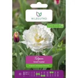 tulipan-snow-crystal-w-legutko-bialy-strzepiasty-4-cebulki