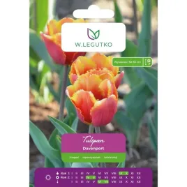 tulipan-davenport-w-legutko-czerwono-zolty-strzepiasty-4-cebulki
