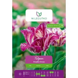 tulipan-purple-circus-w-legutko-bialo-fioletowy-strzepiasty-4-cebulki
