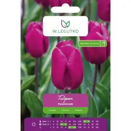 tulipan-passionale-w-legutko-purpurowy-triumph-5-cebulek
