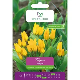 tulipan-shogun-w-legutko-zolto-pomaranczowy-botaniczny-5-cebulek