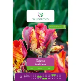 tulipan-rasta-parrot-w-legutko-czerwony-fantazyjny-4-cebulki