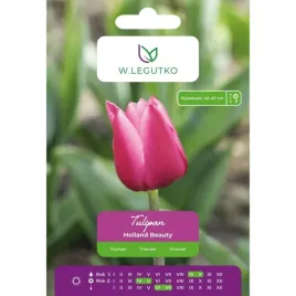 tulipan-holland-beauty-w-legutko-rozowy-triumph-5-cebulek