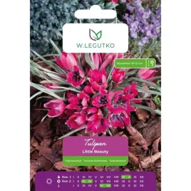 tulipan-little-beauty-w-legutko-purpurowy-botaniczny-5-cebulek