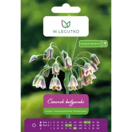 czosnek-bulgarski-w-legutko-zielono-purpurowy-5-cebulek