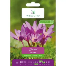 zimowit-the-giant-w-legutko-lilarozowy-1-cebulka-colchicum