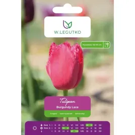 tulipan-burgundy-lace-w-legutko-winnoczerwony-strzepiasty-4-cebulki
