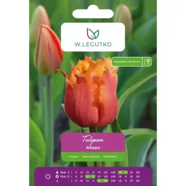 tulipan-aleppo-w-legutko-zolto-rozowy-strzepiasty-4-cebulki