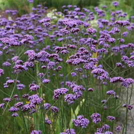 werbena-patagonska-verbena-bonariensis