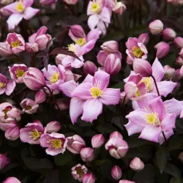 clematis-montana-fragrant-spring-mayleen-gorski-c2