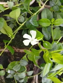barwinek-mniejszy-vinca-minor-alba-zimozielony-dywan-kwiatow-do-ogrodu-1l
