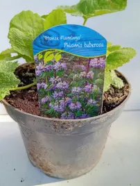 zelezniak-bronze-flamingo-phlomis-tuberosa-sadzonka-2l