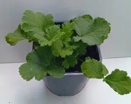 kuklik-geum-mai-tai-15l-kuklik-o-brzoskwiniowych-kwiatach