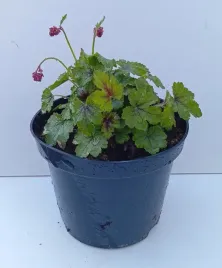 heuchera-revolution-pink-zurawka-do-polcienia-15l