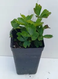 cieszynianka-wiosenna-hacquetia-epipactis-15l-sadzonka-okrywowa