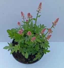 zurawka-revolution-white-biale-kwiaty-heuchera-sadzonka-15l
