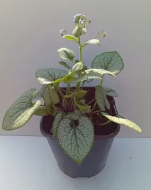 brunera-silver-heart-srebrne-liscie-do-cienia-sadzonka