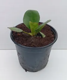 bergenia-cordifolia-shoeshine-rose-sadzonka-05l-zimozielona-bylina-rozowa