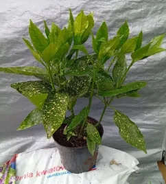 aukuba-japonska-aucuba-japonica-gold-c2-30-50-cm