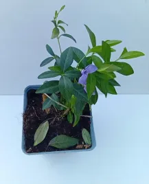 barwinek-mniejszy-vinca-minor-zimozielony-dywan-kwiatow-do-ogrodu-05-1l