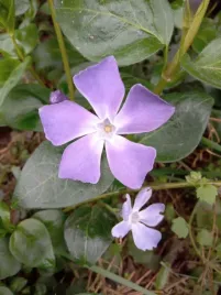 zielony-dywan-w-ogrodzie-barwinek-wiekszy-vinca-major-ladne-sadzonki
