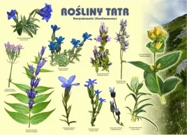 tablica-edukacyjna-100x72-cm-rosliny-tatr-goryczkowate-koliber