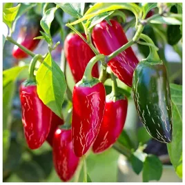 papryka-jalapeno-ruben-ostra-typu-chili-nasiona-05-g