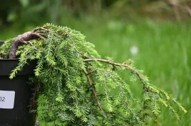 choina-kanadyjska-cole-s-prostrate-iglak-bonsai-drzewko-ozdobne-0002
