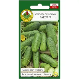 ogorek-tarot-f1-nasiona-5g-pnos
