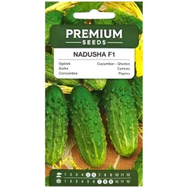 ogorek-nadusha-f1-25-nasion-premium-seeds