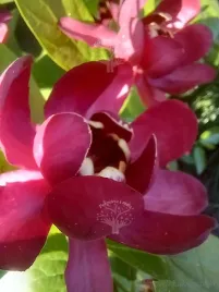 kielichowiec-aphrodite-calycanthus-bordowe-pachnace-kwiaty-sadzonka