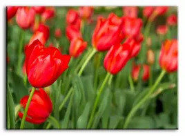 obraz-na-plotnie-50x70cm-czerwone-tulipany