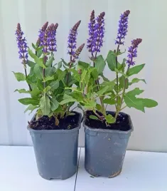 szalwia-omszona-midnight-purple-fioletowa-sadzonka-1l